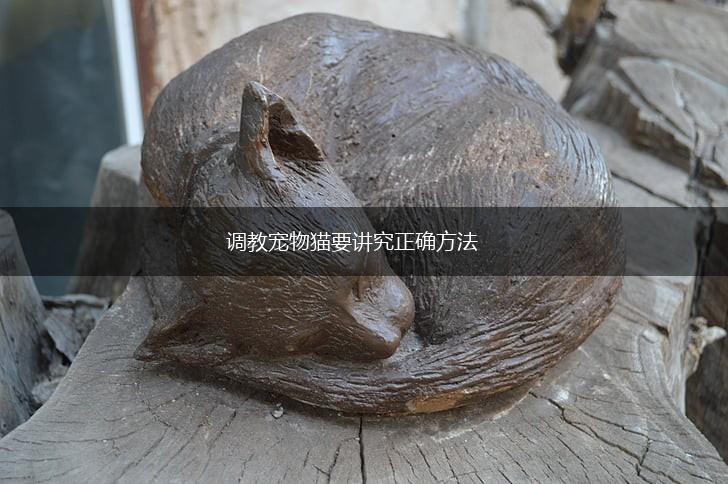 调教宠物猫要讲究正确方法,第1张