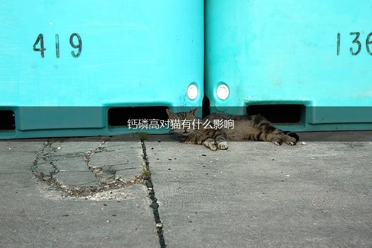 钙磷高对猫有什么影响,第1张