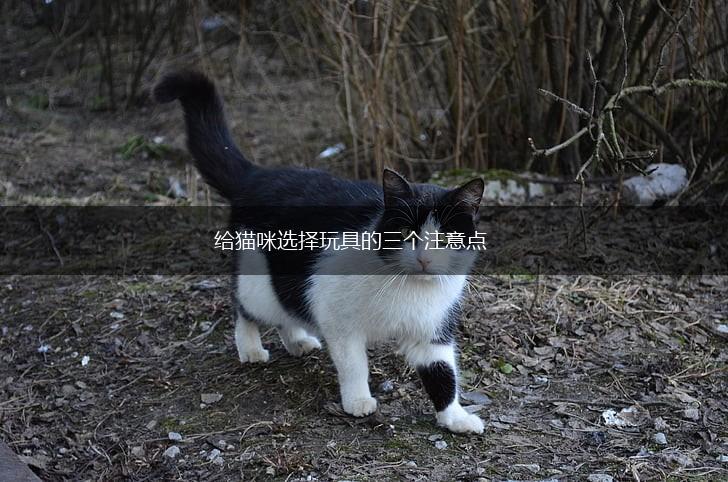 给猫咪选择玩具的三个注意点,第1张