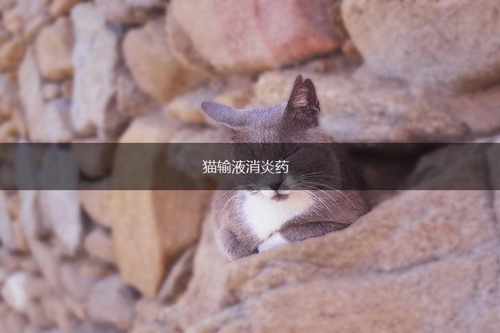猫输液消炎药,第1张