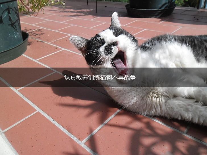 认真教养训练猫狗不再战争,第1张 认真教养训练猫狗不再战争,第1张