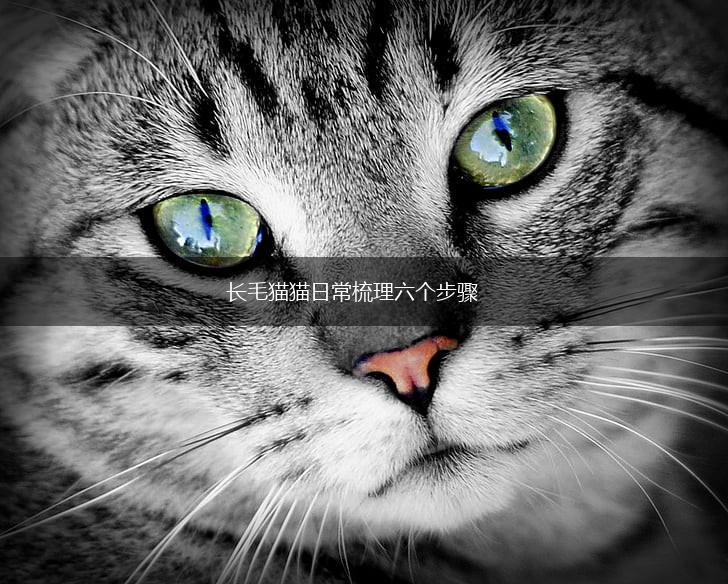 长毛猫猫日常梳理六个步骤,第1张 长毛猫猫日常梳理六个步骤,第1张