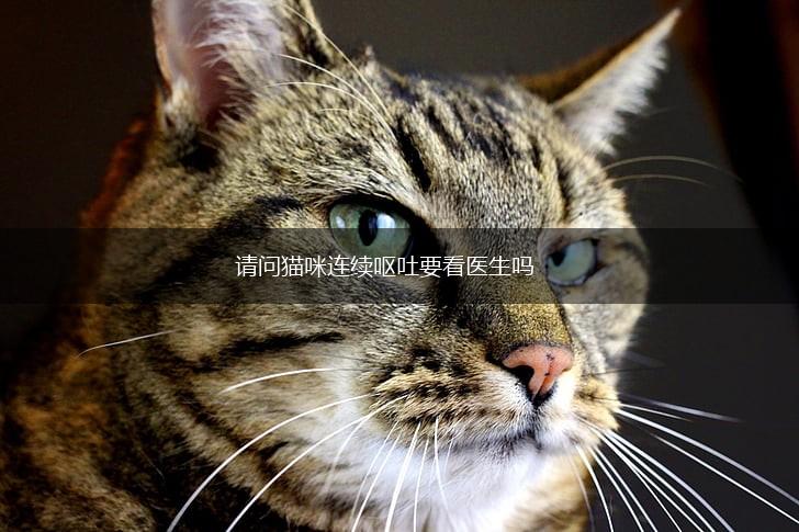 请问猫咪连续呕吐要看医生吗,第1张