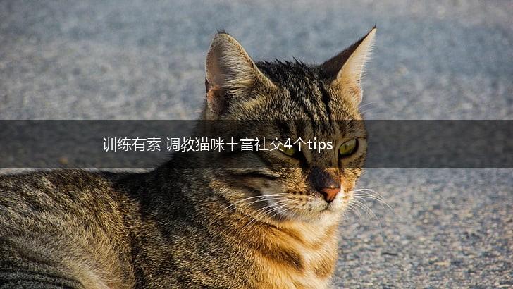训练有素 调教猫咪丰富社交4个tips,第1张