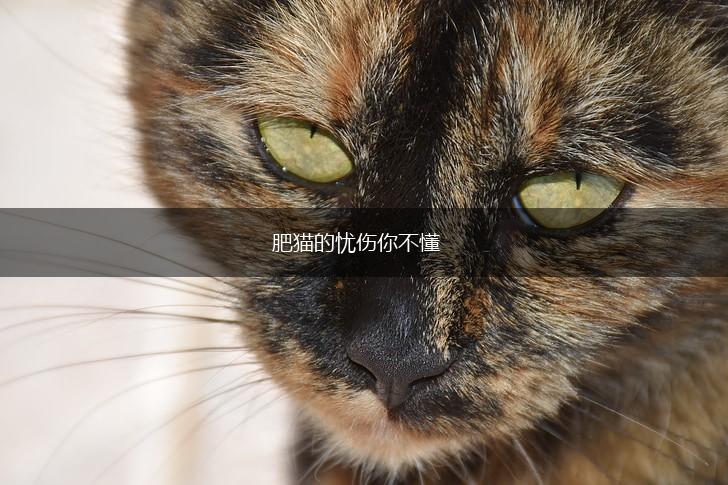 肥猫的忧伤你不懂,第1张