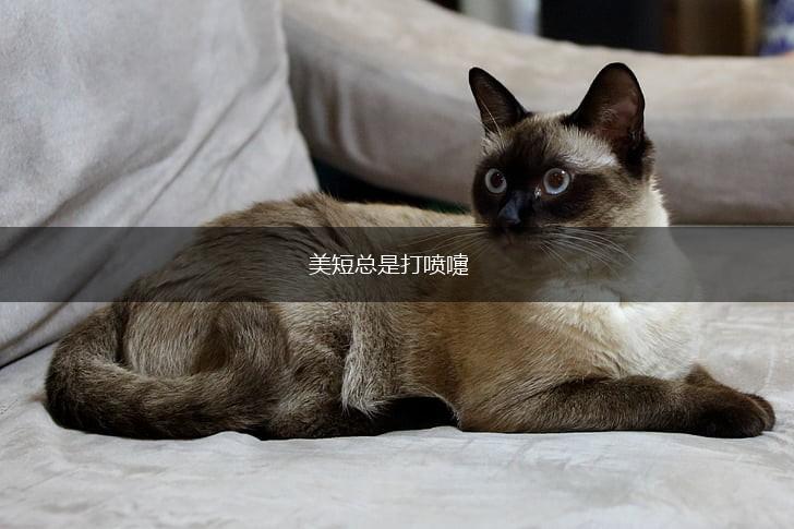 美短总是打喷嚏,第1张 美短总是打喷嚏,第1张