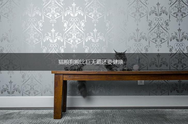 猫粮狗粮比巨无霸还要健康,第1张 猫粮狗粮比巨无霸还要健康,第1张