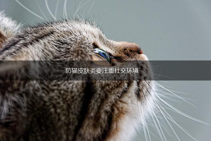 防猫皮肤炎要注重社交环境,第1张