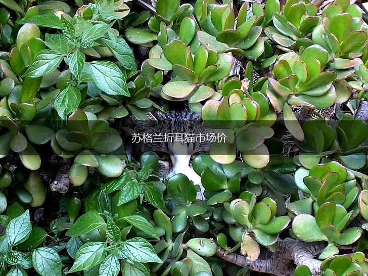 苏格兰折耳猫市场价,第1张