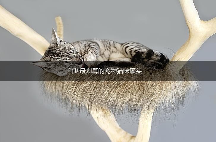 自制最划算的宠物猫咪罐头,第1张 自制最划算的宠物猫咪罐头,第1张