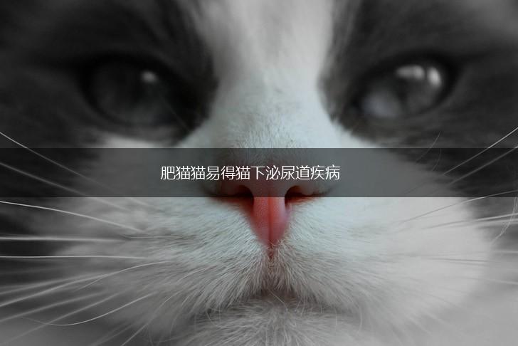 肥猫猫易得猫下泌尿道疾病,第1张 肥猫猫易得猫下泌尿道疾病,第1张