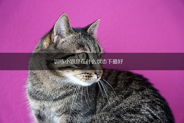 训练小猫是在什么状态下最好,第1张