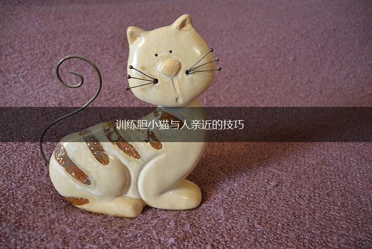 训练胆小猫与人亲近的技巧,第1张