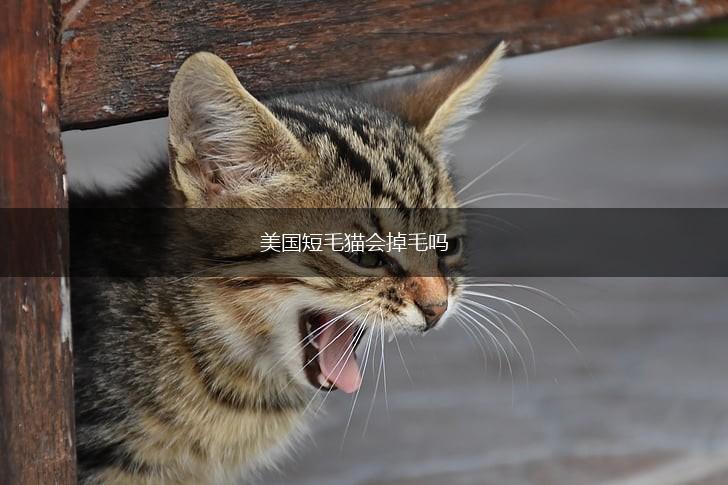 美国短毛猫会掉毛吗,第1张
