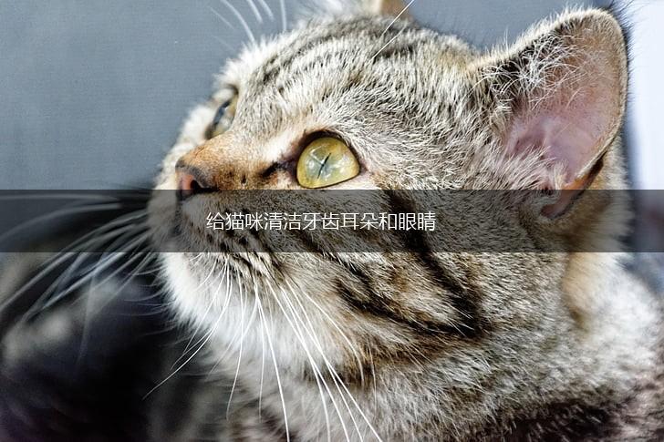 给猫咪清洁牙齿耳朵和眼睛,第1张