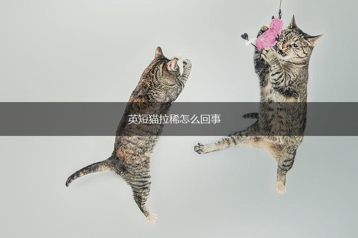 英短猫拉稀怎么回事,第1张