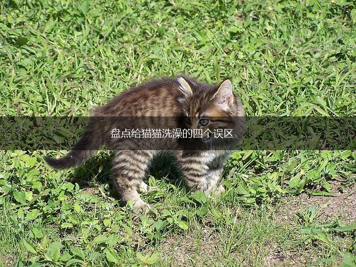 盘点给猫猫洗澡的四个误区,第1张