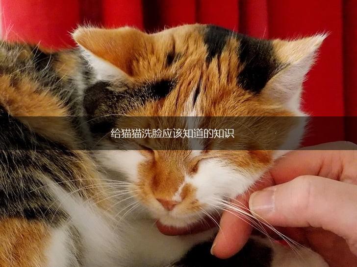 给猫猫洗脸应该知道的知识,第1张 给猫猫洗脸应该知道的知识,第1张