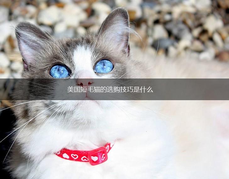 美国短毛猫的选购技巧是什么,第1张