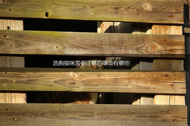 选购猫咪需要注意的事项有哪些,第1张