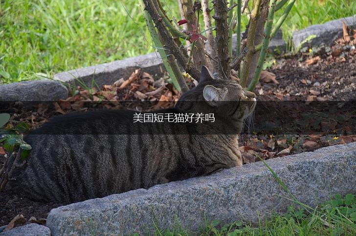 美国短毛猫好养吗,第1张