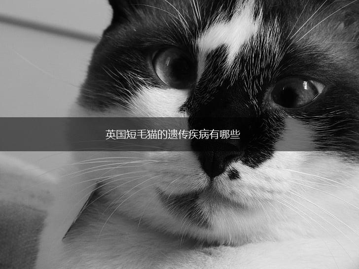 英国短毛猫的遗传疾病有哪些,第1张