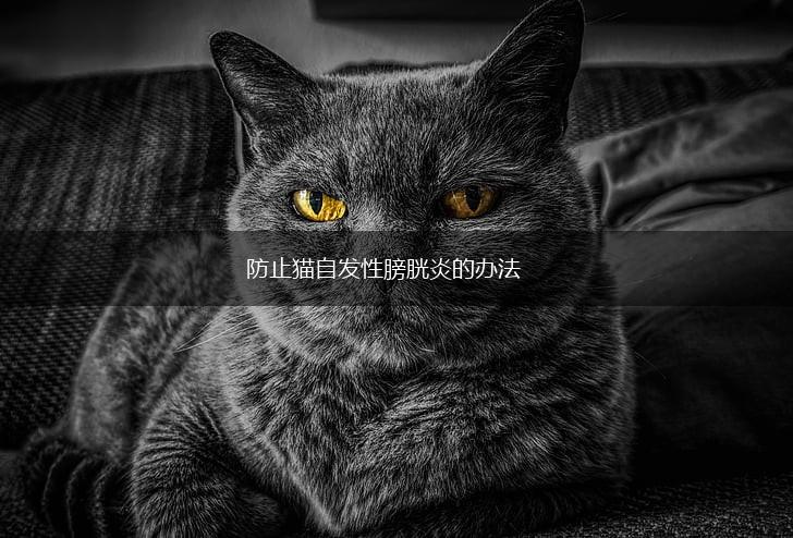 防止猫自发性膀胱炎的办法,第1张