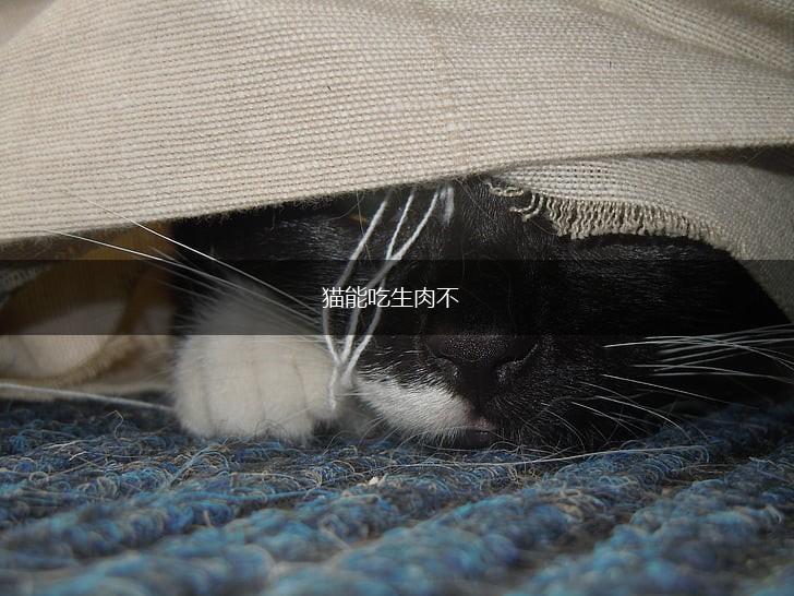 猫能吃生肉不,第1张
