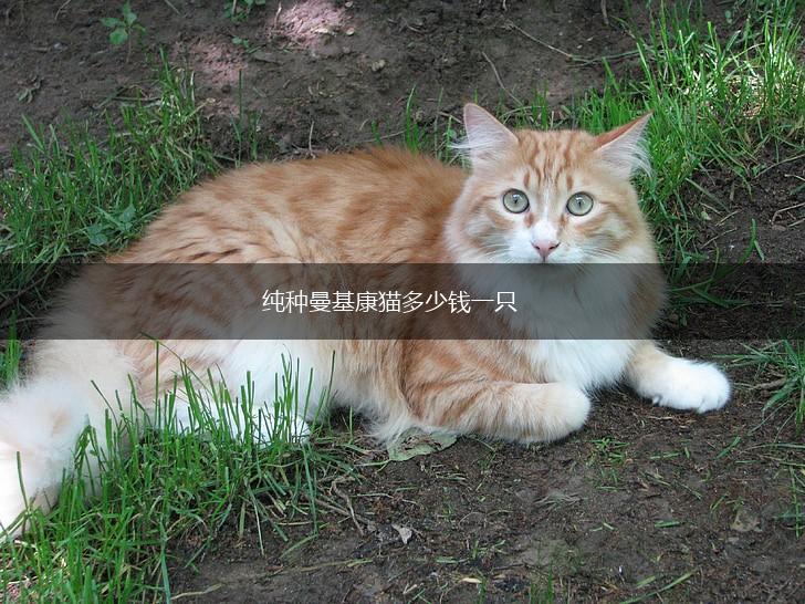 纯种曼基康猫多少钱一只,第1张