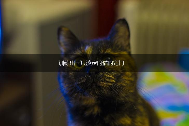 训练出一只淡定的猫的窍门,第1张