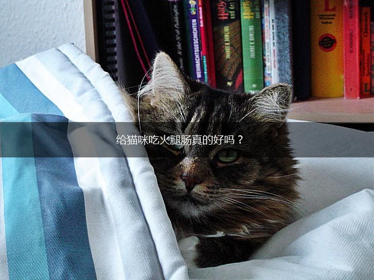 给猫咪吃火腿肠真的好吗?,第1张 给猫咪吃火腿肠真的好吗?,第1张