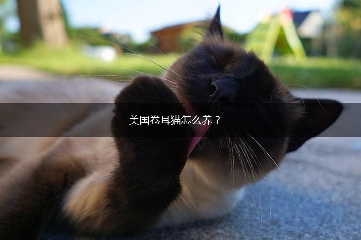 美国卷耳猫怎么养？,第1张