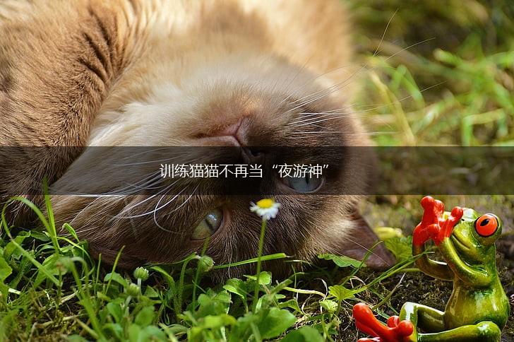 训练猫猫不再当“夜游神”,第1张