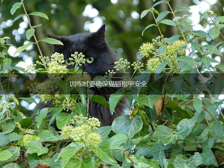训练时要确保猫猫指甲安全,第1张