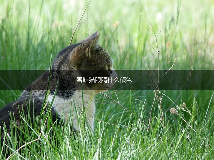 雪鞋猫眼睛什么颜色,第1张