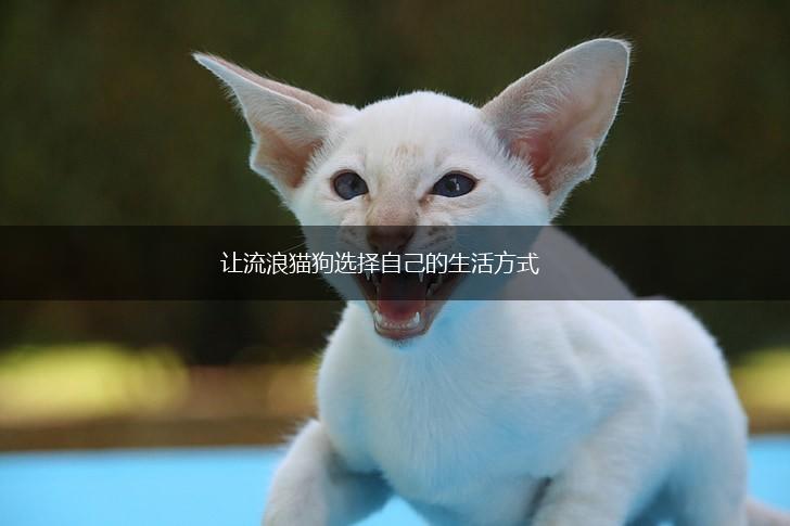 让流浪猫狗选择自己的生活方式,第1张