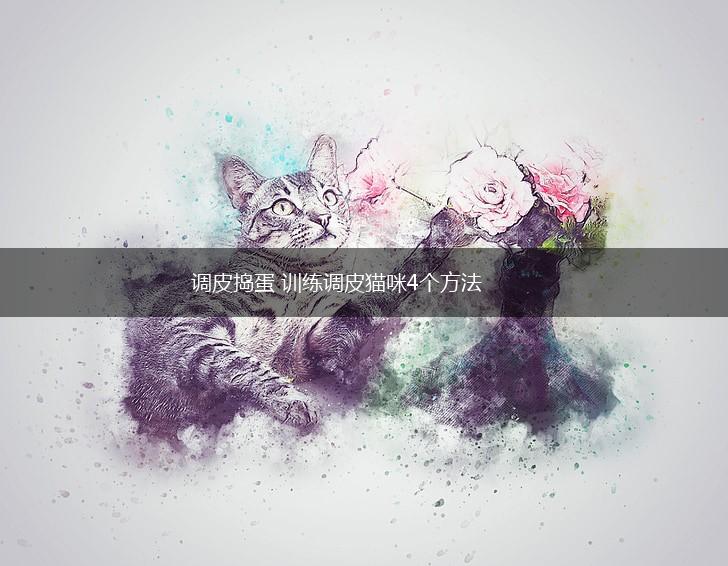 调皮捣蛋 训练调皮猫咪4个方法,第1张