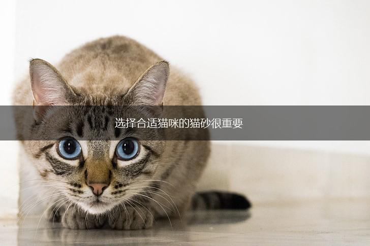 选择合适猫咪的猫砂很重要,第1张