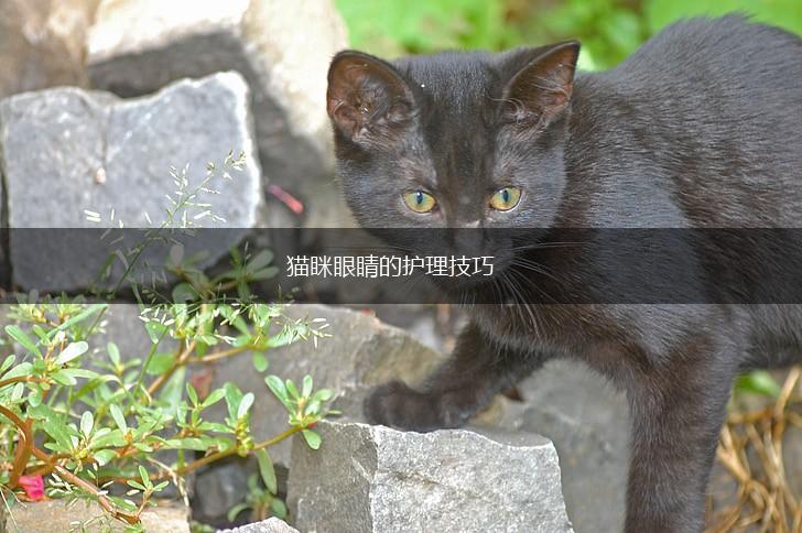 猫眯眼睛的护理技巧,第1张