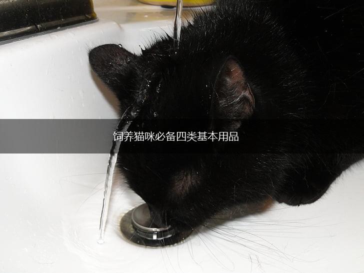 饲养猫咪必备四类基本用品,第1张