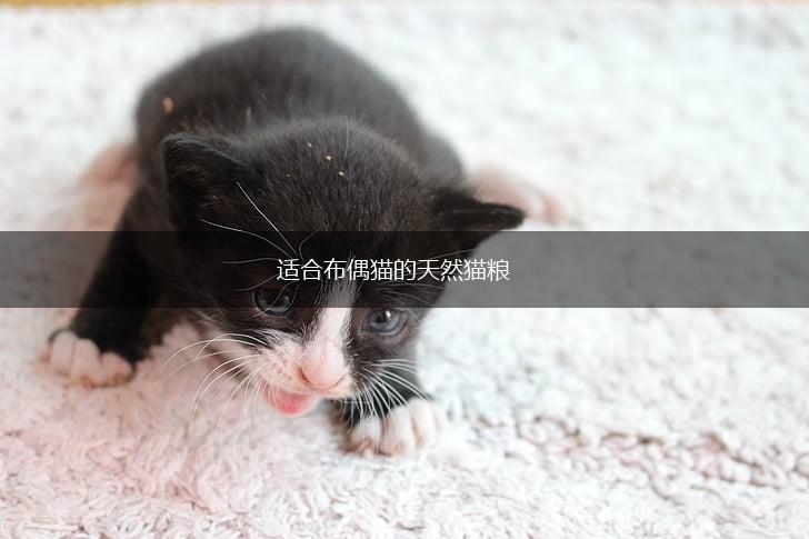 适合布偶猫的天然猫粮,第1张