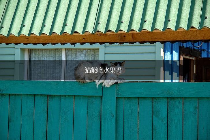 猫能吃水果吗,第1张