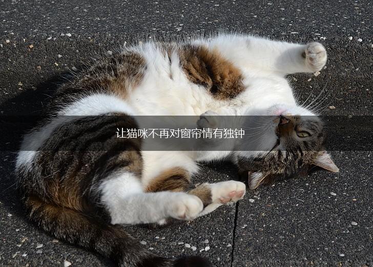 让猫咪不再对窗帘情有独钟,第1张