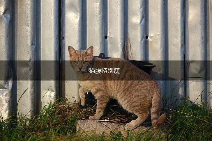 猫腰特别瘦,第1张