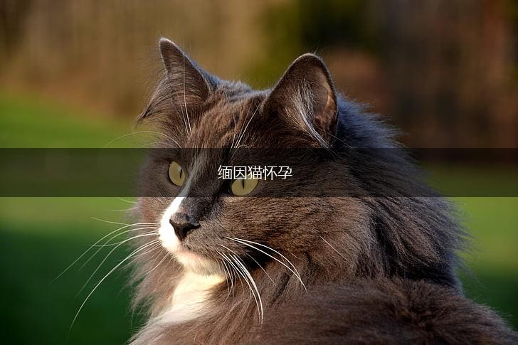 缅因猫怀孕,第1张 缅因猫怀孕,第1张