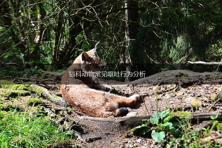 猫科动物常见呕吐行为分析,第1张