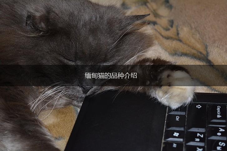 缅甸猫的品种介绍,第1张