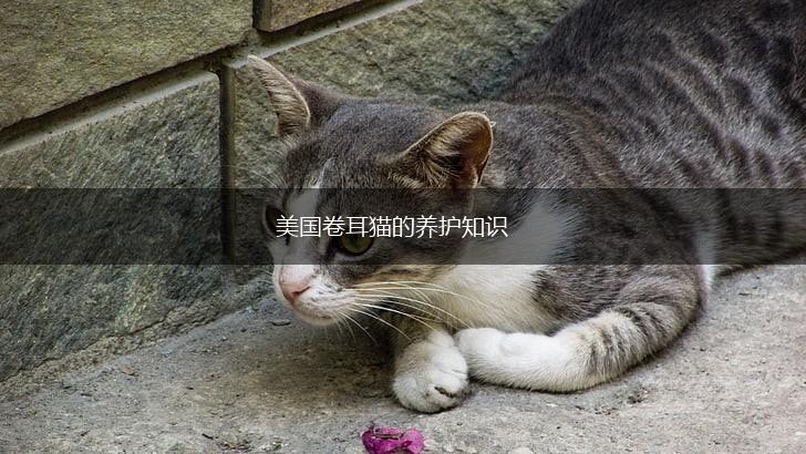 美国卷耳猫的养护知识,第1张