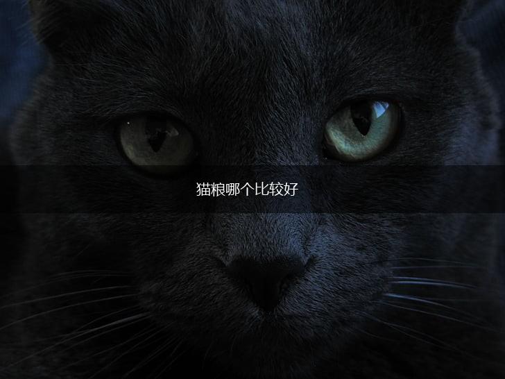 猫粮哪个比较好,第1张 猫粮哪个比较好,第1张