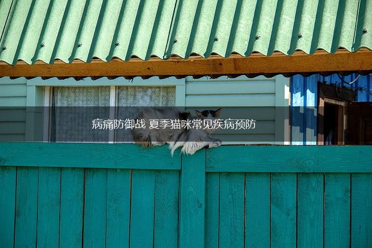 病痛防御战 夏季猫咪常见疾病预防,第1张